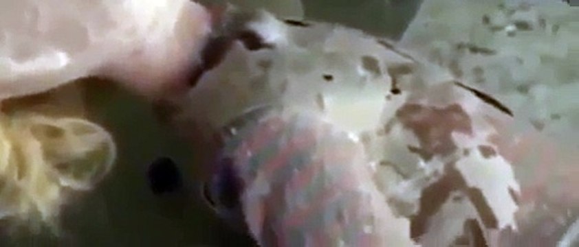 Radioactive Wolves Of Chernobyl Scary Mutations [Full Documentary] [Full ]