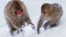 Japão Selvagem - Os Macacos da Neve
