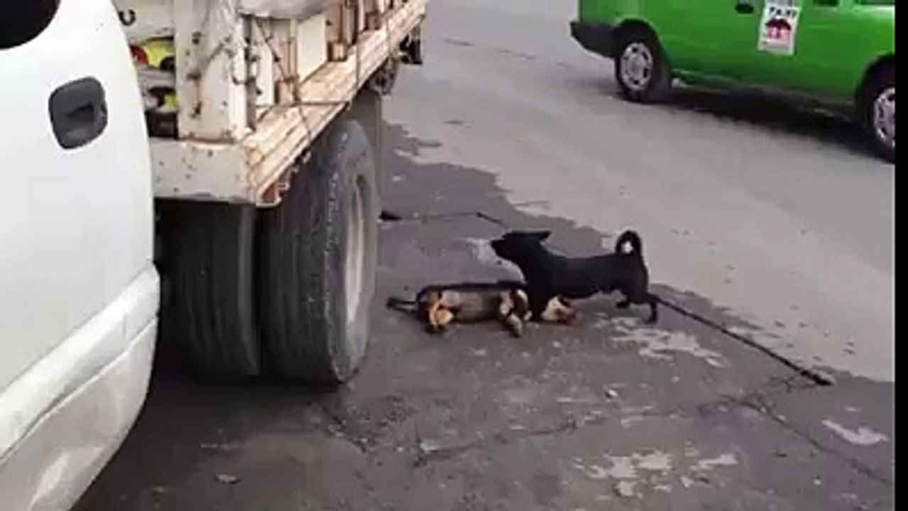 Chien émouvant