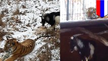 Fearless goat befriends Siberian tiger in Russian zoo
