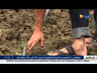 بعد خيبة البترول ..الجزائر تنتج نصف ما تستهلكه من القمح