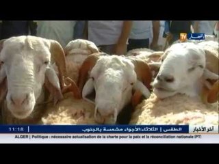 بسكرة: أسعار ملتهبة للأضاحي و السماسرة يدخلون على الخط