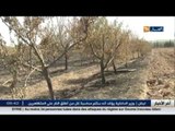 سيدي بلعباس: حريق مهول بمستثمرة يأتي على 14 هكتار تحتوي على 6 آلاف شجرة