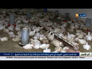 وهران: تربية الدجاج..امكانيات في انتظار تذليل الصعاب