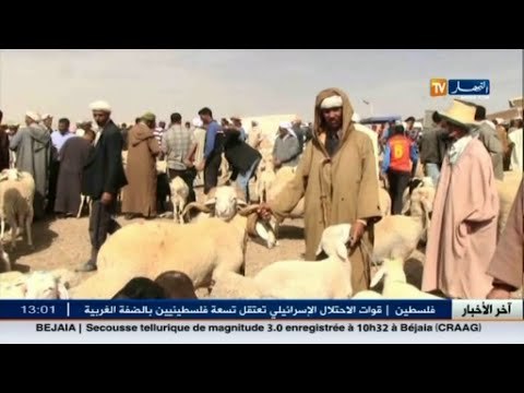 تيارت: الموالون يرفضون بيع الماشية بأسعار منخفضة بسبب غلاء الأعلاف