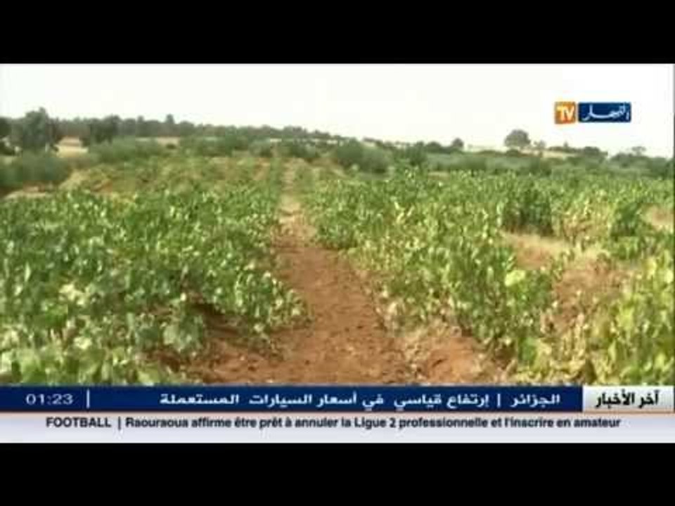 العنب وفرة و نوعية بغليزان برغم من المشاكل التي تعاني منها الفلاحة