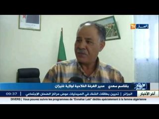 غليزان : انتاج البطاطا الموسمية .. نتائج طيبة بفعل استراتيجية انتاجية هادفة