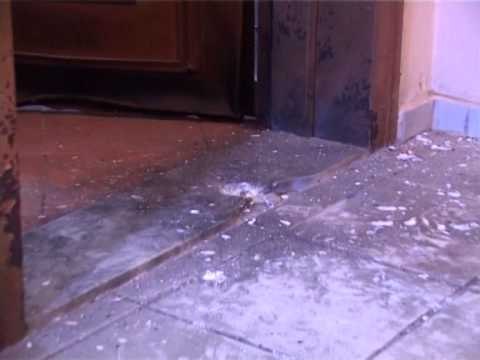 SHPERTHIM TRITOLI NE LEZHE JU VENDOS NJE ISH POLICI TE BURGUT TE SHEN KOLLIT LAJM