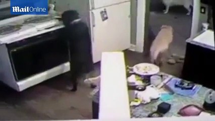 Close call when dog starts fire in kitchen