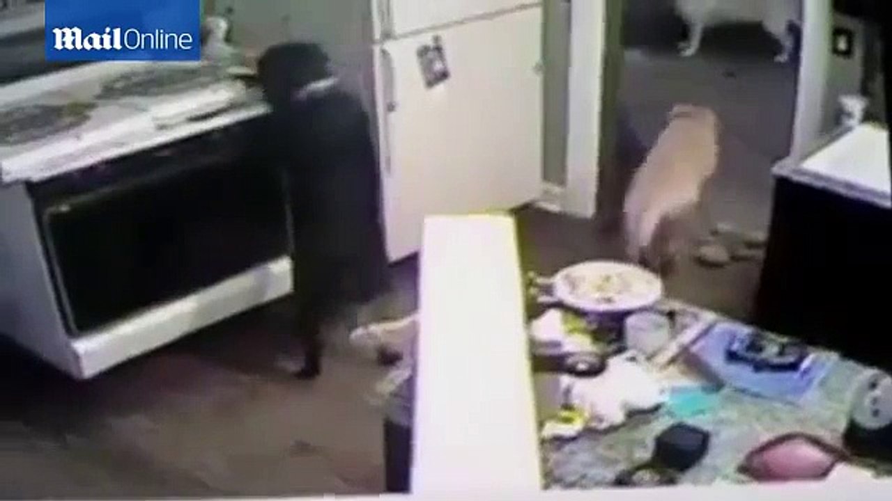 Close call when dog starts fire in kitchen