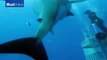 Could this be the largest Great White Shark ever seen