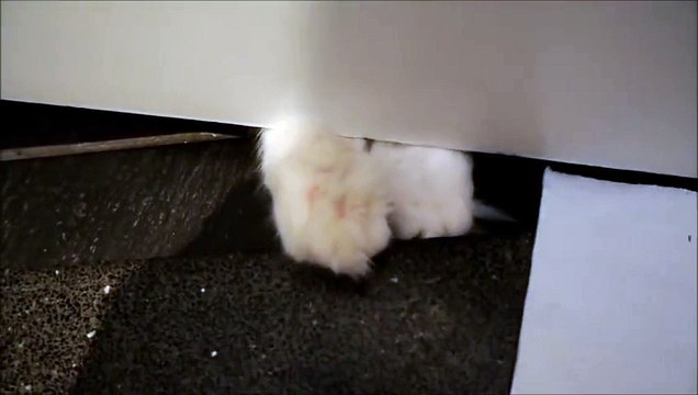 Meet Timo's fluffy paws (while he's playing his favourite game) (1)