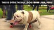 Otto the skateboarding bulldog - Guinness World Records