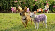 Beverly Hills Chihuahua 2 (2011) - Trailer