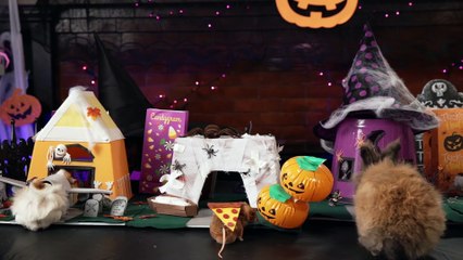 Tiny Hamster's Halloween (ep. 10)