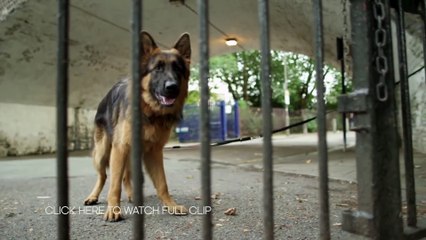 Secret Life of Dogs- Stories That Will Blow You Away - BBC Earth Unplugged
