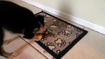 Ollie the Puppy's First Experience with Cold Water