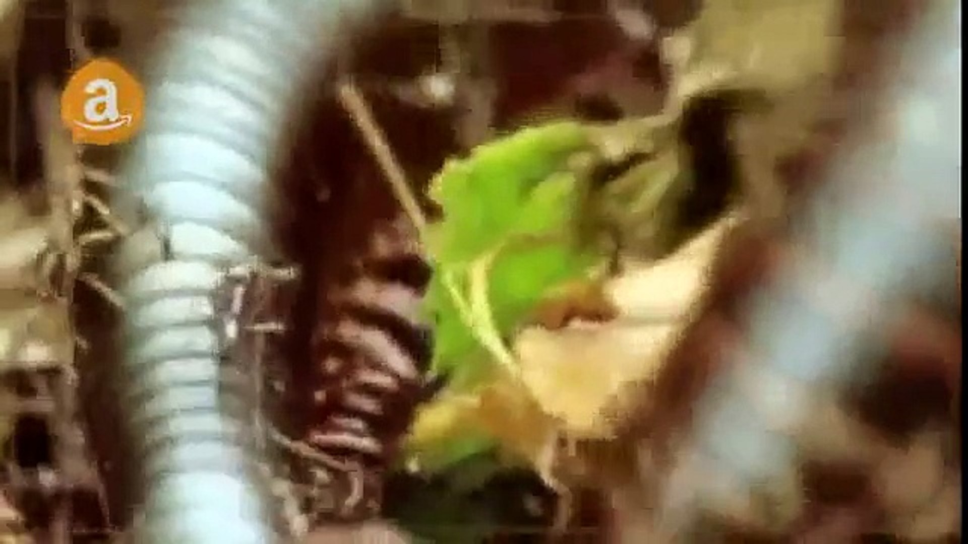 ⁣Animals Documentary - King Lions Animals - Wildife Documentary Animals