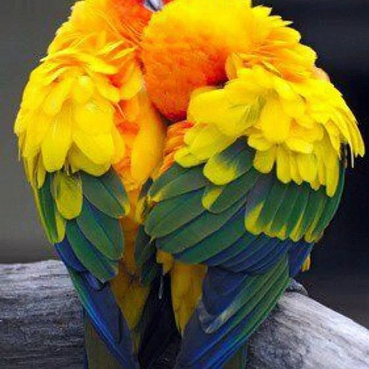 Beautiful Love Birds