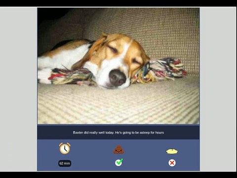 Dog Walkers Newcastle - Dog Walking Newcastle NSW