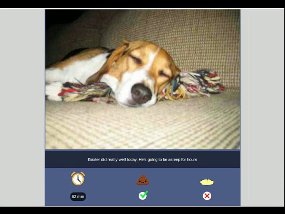 Dog Walkers Newcastle - Dog Walking Newcastle NSW