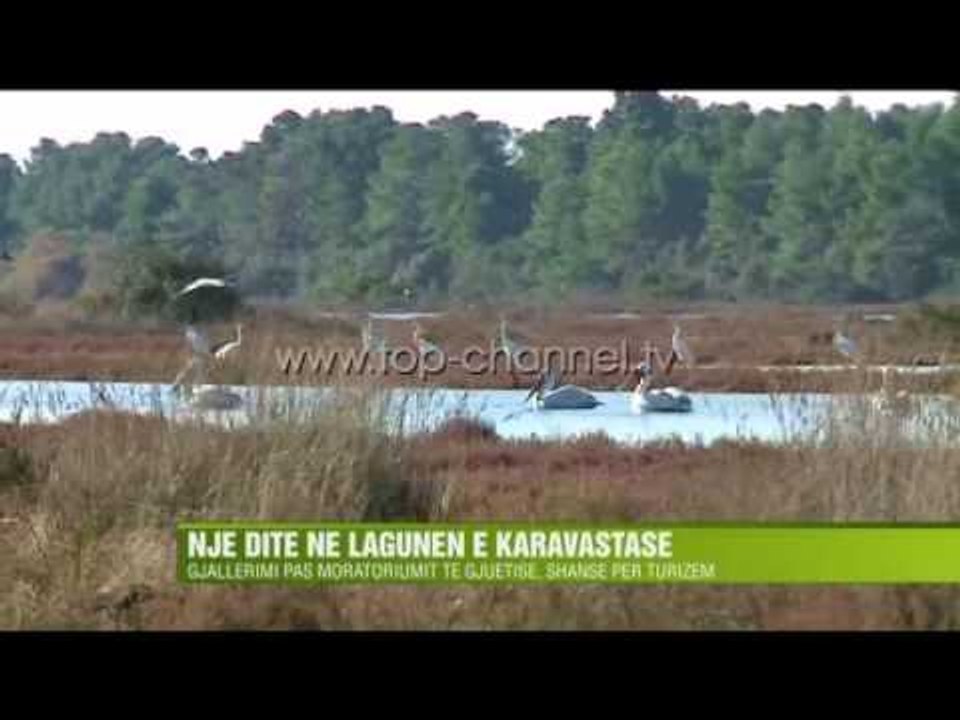 Një ditë në Lagunën e Karavastasë - Top Channel Albania - News - Lajme