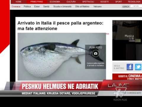Alarm, peshku helmues në ujërat e Adriatikut - News, Lajme - Vizion Plus