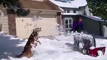 Winter storms are starting to hit but hey, at least the doggies don't mind!