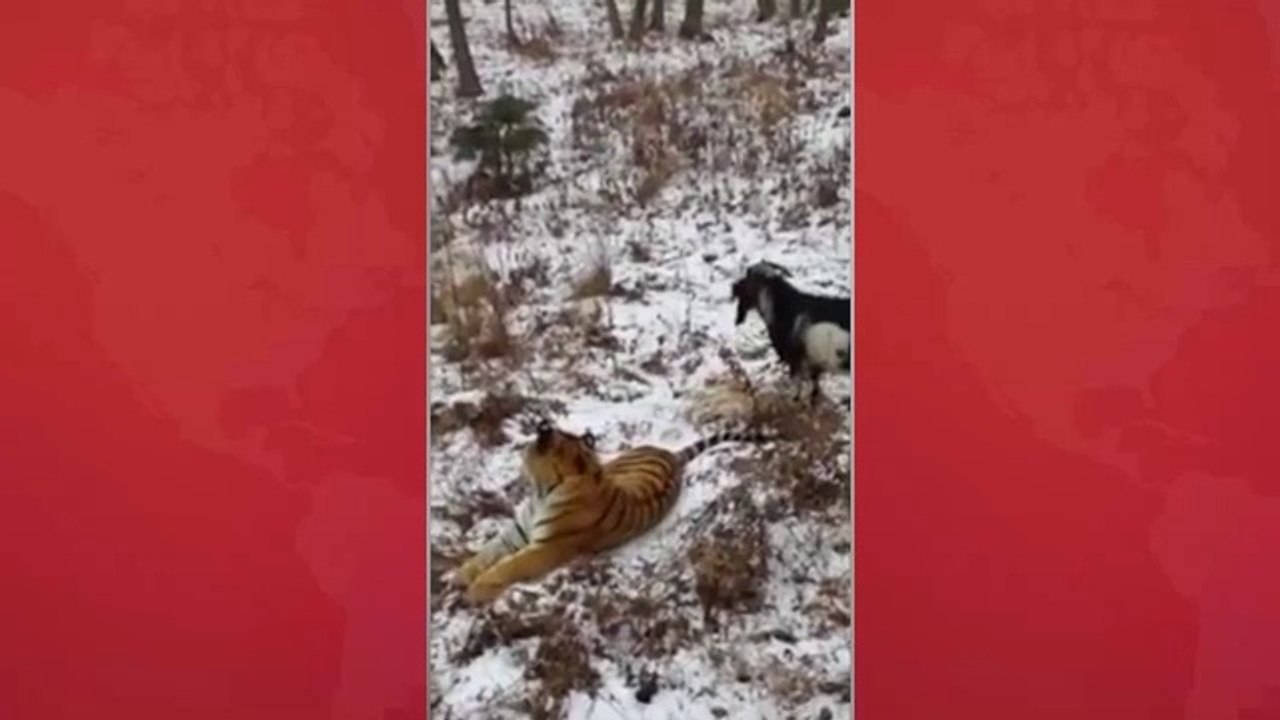 Tiger & Goat friendship