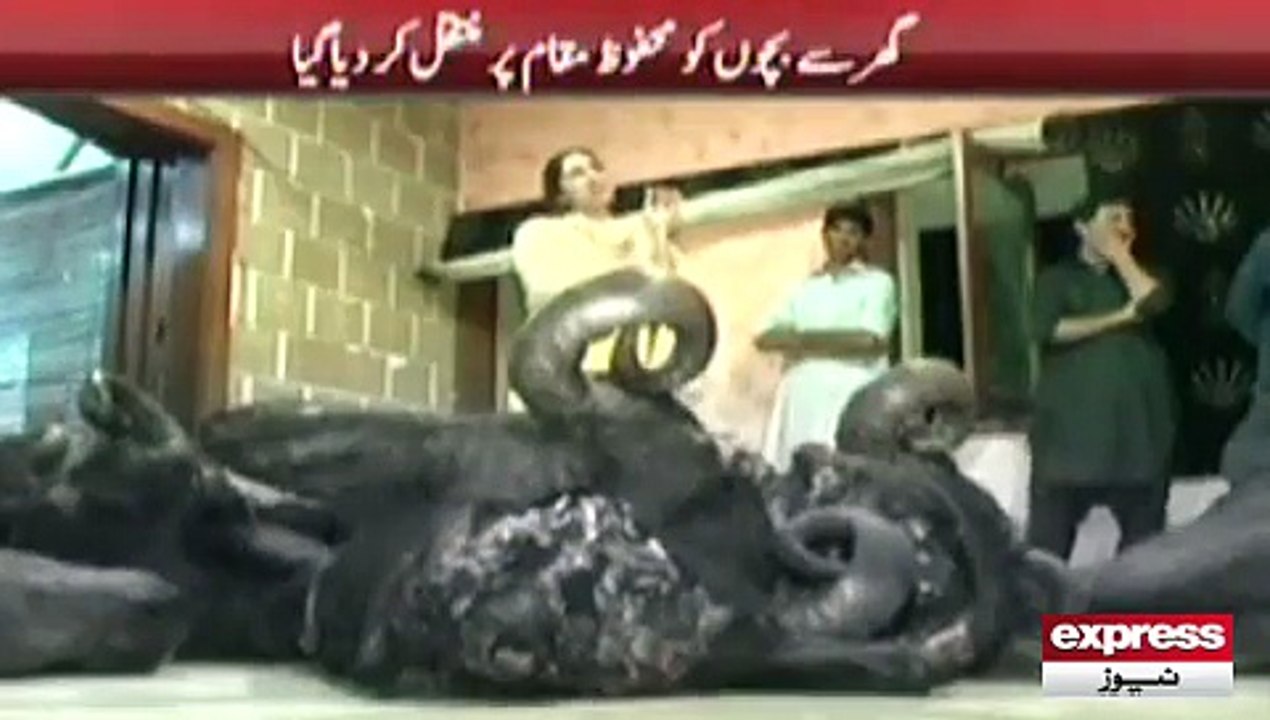Buffalos cut heads at Seaview Apartments