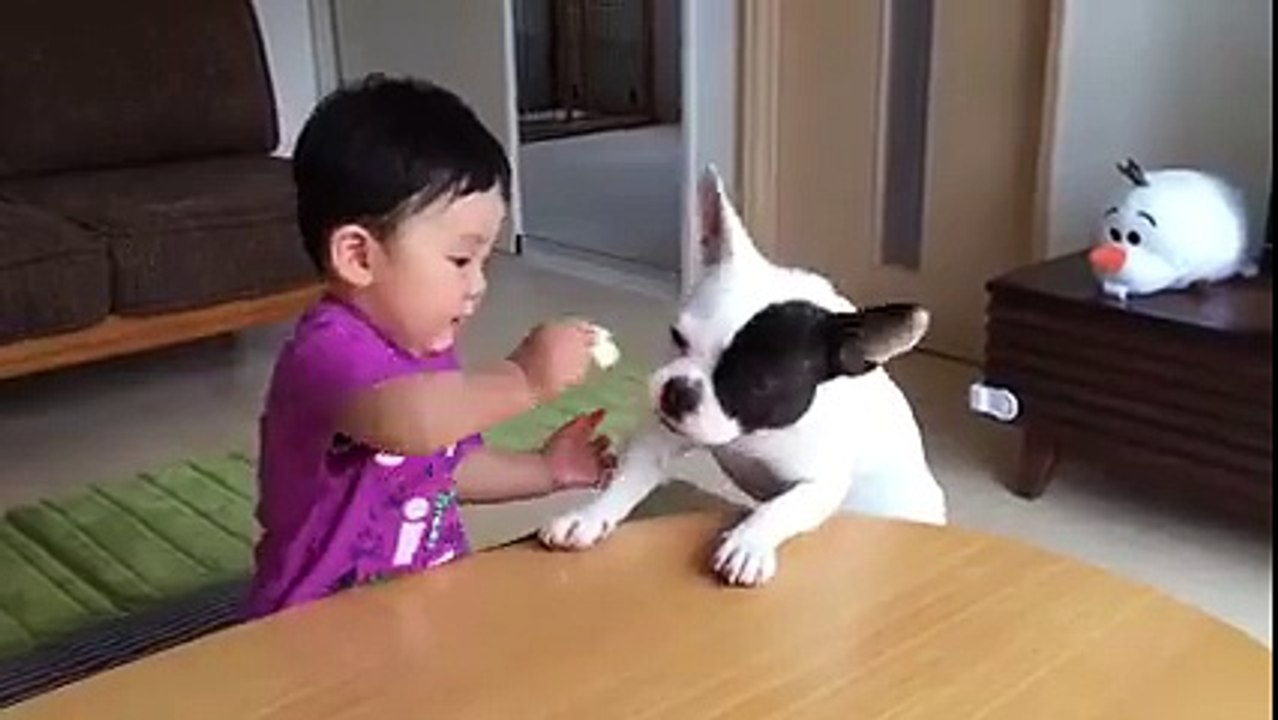 The dog is innocent