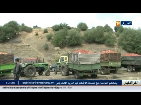 قالمة: مشكل دفع المنتوج تهدد منتوج الطماطم بالولاية