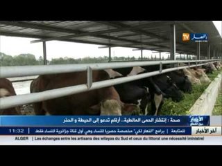 صحة: انتشار الحمى المالطية..أرقام تدعو الى الحيطة و الحذر