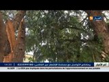 تلمسان: الأشجار المعمرة و المترامية على أطراف الطريق تهدد حياة سكان مغنية