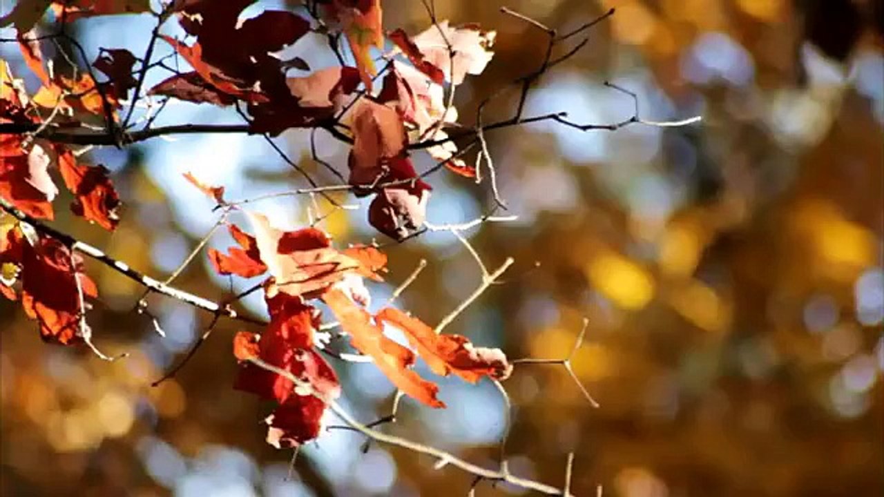 Fall Camping