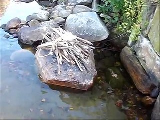 Fish Trap (Fish caught on Camera)