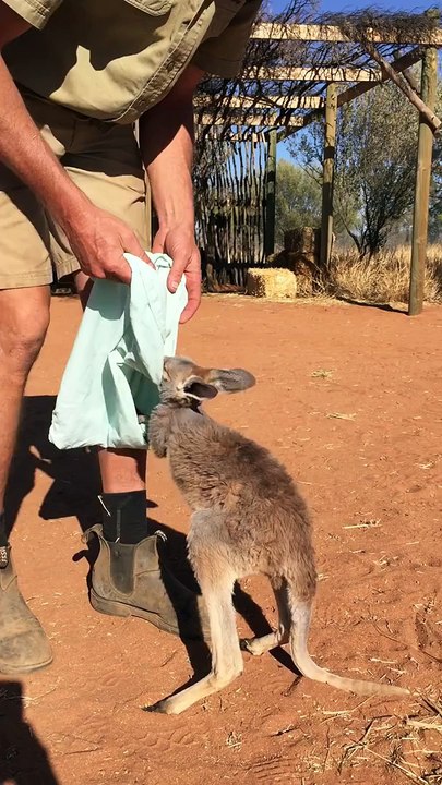 This Young Kangaroo Loves Her Pouch! HD