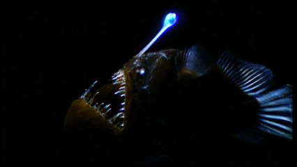 Derin Deniz Fener Balığı