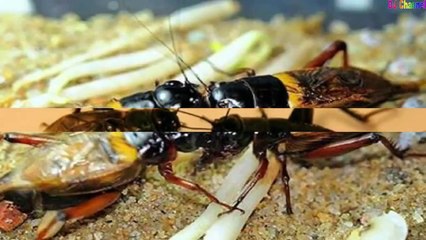 Chú Dế Mèn Ngộ Nghĩnh - Nhạc Thiếu Nhi Vui Nhộn Hay Nhất