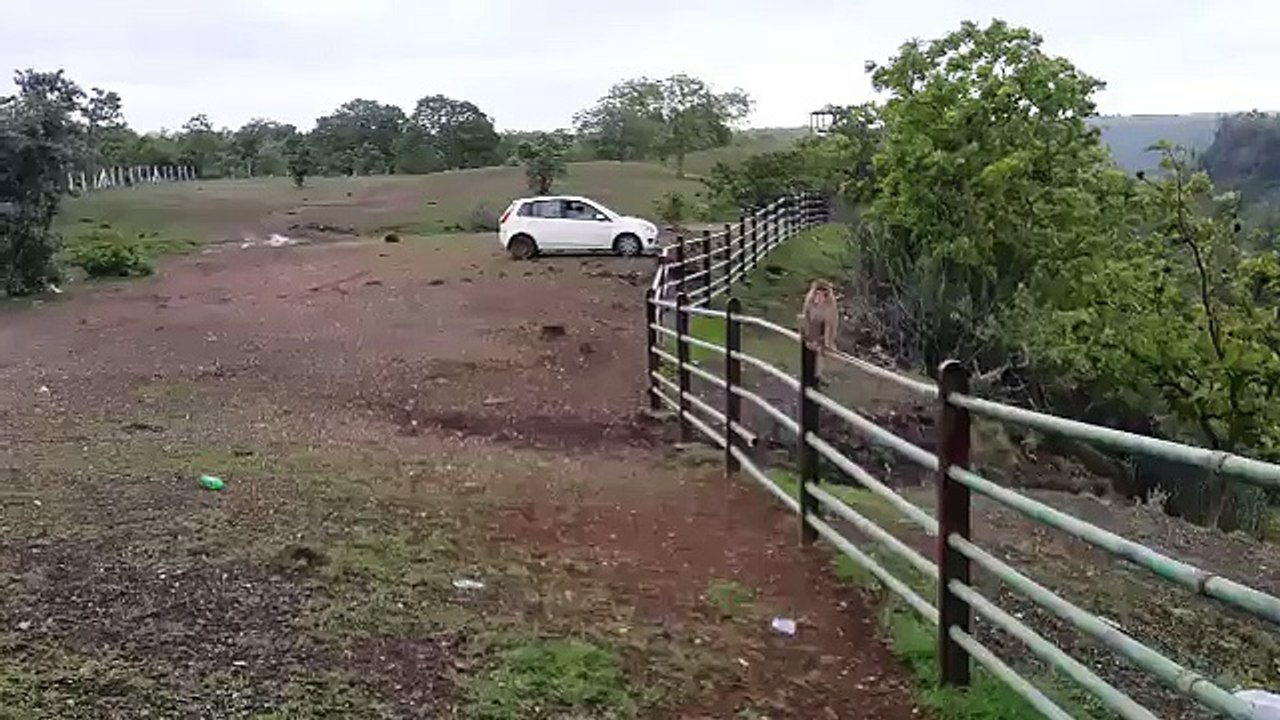 Monkey fuuny video