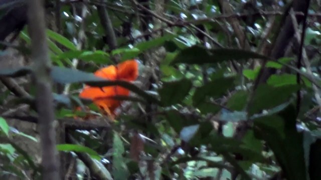 Coq de Roches - Guyane