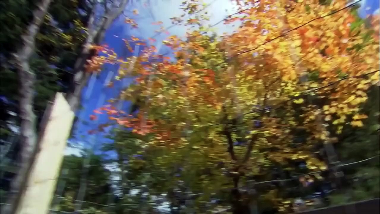 Private Life of Deer Animal Planet 2015 National Geographic Documentary Wild Life Animals