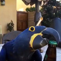 Amazing Parrot Opening Bottle Amazing Funny Video