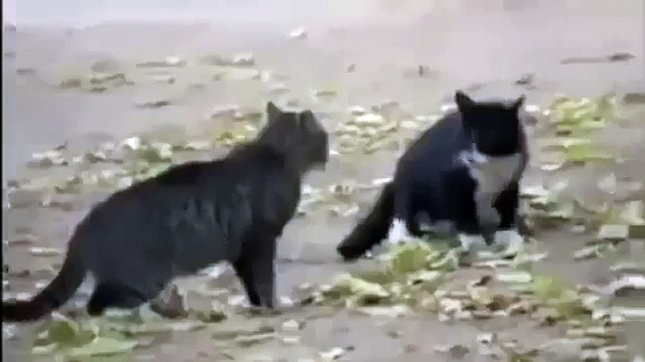 World War cats and dog arbitration