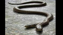 a snake with two heads