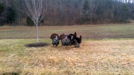Flock Of Turkeys Have Conversation With Car Horn