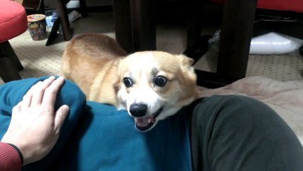 Chó Corgi dũng cảm bảo vệ chủ khi chủ bị tấn công