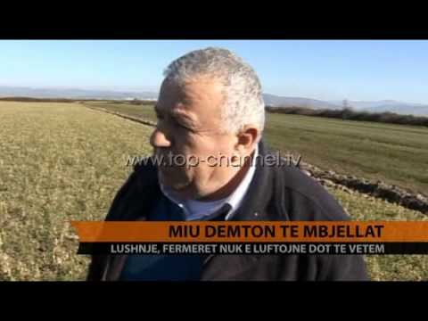 Lushnje, miu dëmton të mbjellat - Top Channel Albania - News - Lajme