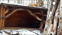 Tiger and goat in Russian zoo