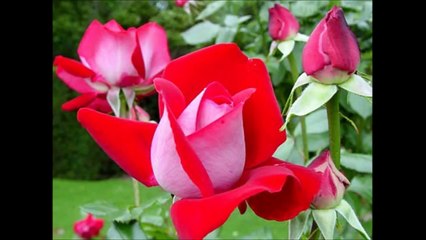 Heart Touching Bangla 'Islamic SONG